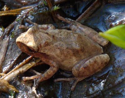 Duluth Frog Blog: Spring Peepers