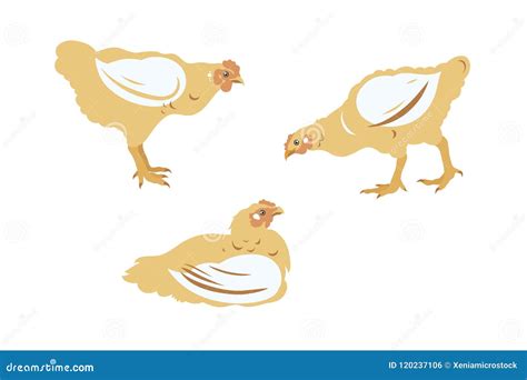 Chicken Broiler Set Poultry Farming Livestock Raising Stock Vector