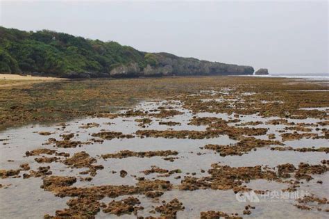 小琉球潮間帶生物大量死亡 屏府：加強保育管制 地方 重點新聞 中央社 Cna