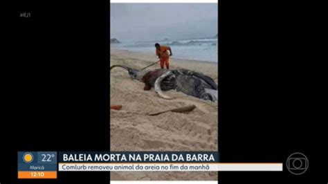 Filhote De Baleia Jubarte Encontrado Morto Na Praia Da Barra Da