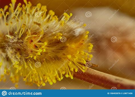 Macro Shot Of Willow Earrings Abstract Blurred Floral Yellow