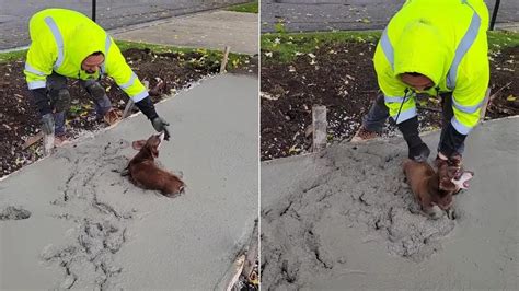 Un Perro Se Puso A Jugar Sobre El Cemento Fresco Y Arruinó Una Obra En