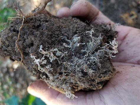 Ithy - Promoting Soil Health Through Mycorrhizal Fungi Types: A Meta