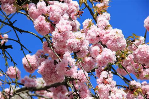 Immagini Belle Albero Ramo Fiorire Cielo Petalo Fioritura