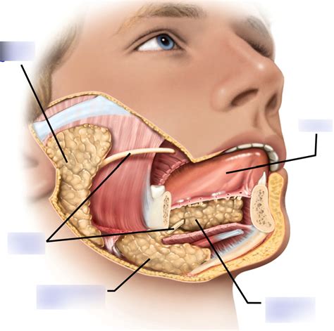 Salivary Glands Diagram Quizlet