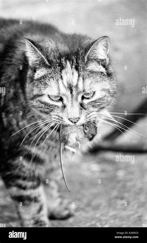 Katze Mit Einer Maus Im Mund Fotos Und Bildmaterial In Hoher