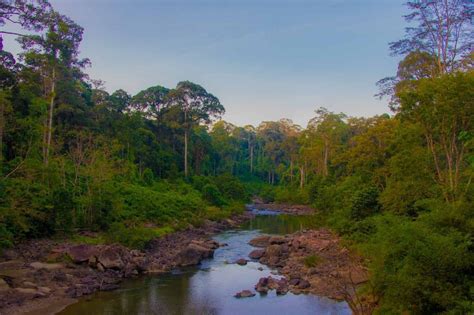 Danum Valley Field Center Trekking| Bike and Tours