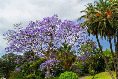 Jacaranda Mimosifolia Blue Jacaranda Tree At The Royal Botanic