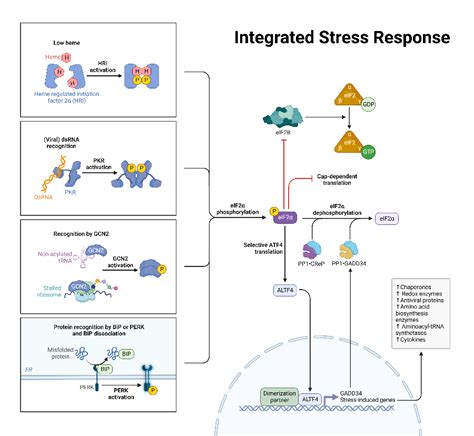 Integrated Stress Response Biorender Science Templates