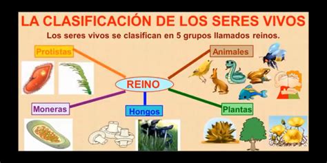 Tema 3 La Clasificacion De Los Seres Vivos Images Hot Sex Picture