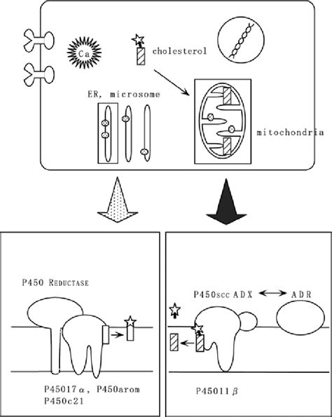 Schematic Model Illustration For The Topological Arrangement Of