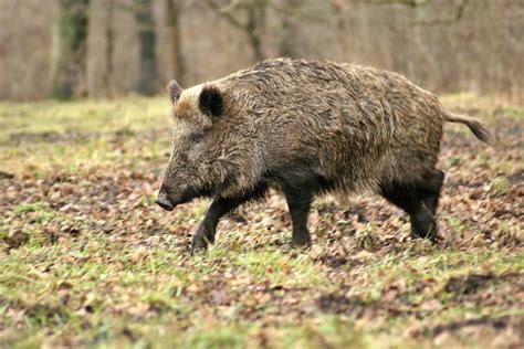 Sanglier description complète avec photos Instinct animal