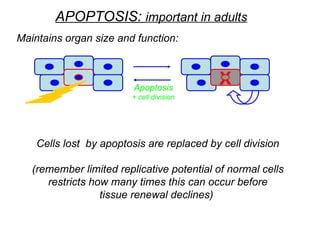 lecture16 apoptosis mechanism in biology.ppt