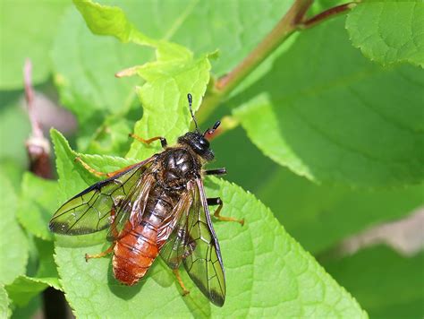 Trichiosoma Aenescens Rimvydas Kinduris Flickr