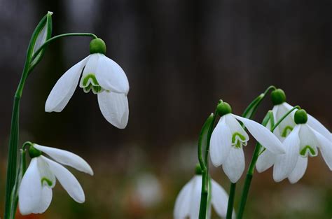 fresh snowdrops in spring large view 6461234 Stock Photo at Vecteezy