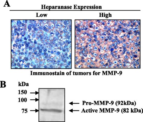 Heparanase Stimulation Of Protease Expression Implicates It As A Master