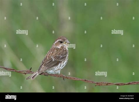 Purple finch female Stock Photo - Alamy