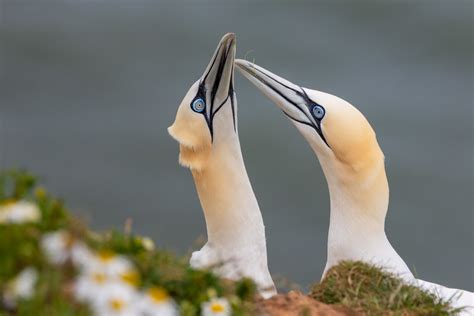 Northern Gannet Pair The Love Dance Annettek110 Flickr