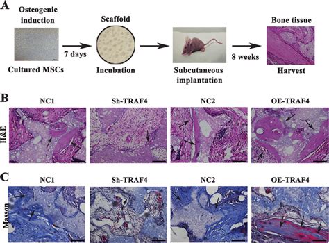 Traf4 Positively Regulated The Osteogenic Differentiation Of Mscs In Download Scientific