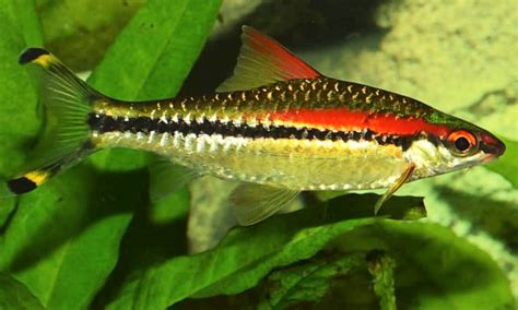 A Complete Guide To Raise Roseline Shark Denison Barb In The Tank