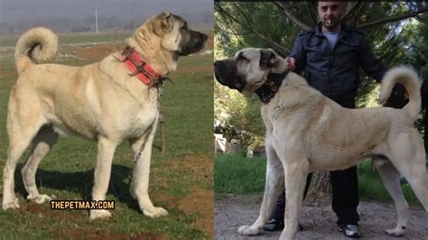 Kurdish Kangal Dog Breed Complete Guide - The Pet Max