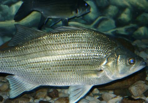 White Bass Fishes Of The Upper Green River Ky · Inaturalist