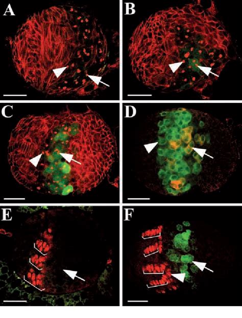 Figure From Clonal Expansion Of Ovarian Germline Stem Cells During