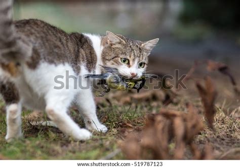 86,198 Birds Cats Images, Stock Photos & Vectors | Shutterstock