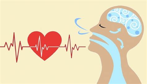 Frecuencia Cardíaca Y Respiración Cerebro Y Cuerpo Neuroquotient