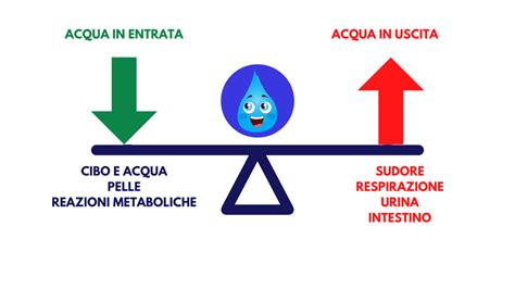 Il Ruolo Dellidratazione Nelle Prestazioni Atletiche La Guida