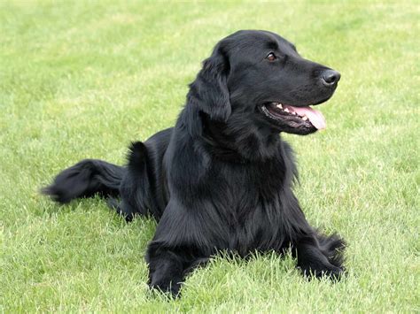 Black Golden Retrievers: What You Absolutely Must Know - K9 Web