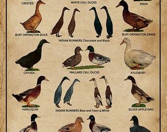 Breeds Of Duck Poster Etsy