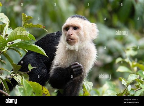 White Throated Or White Faced Capuchin Monkey In A Costa Rican