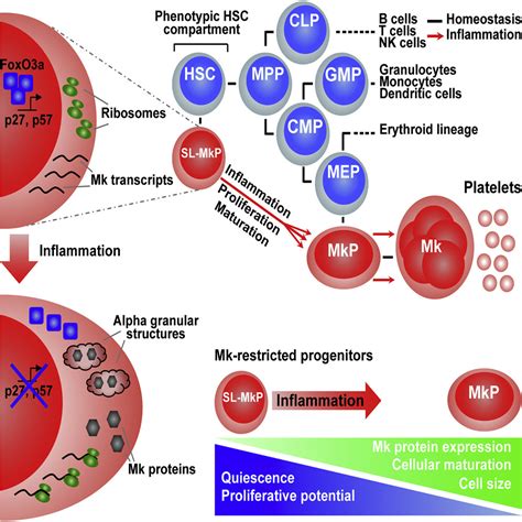 Inflammation Induced Emergency Megakaryopoiesis Driven By Hematopoietic