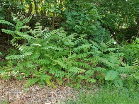 Invasive Plant Factsheet Tree-of-heaven (Ailanthus altissima) | UConn