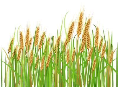 Corn Field Vector at Vectorified.com | Collection of Corn Field Vector ...