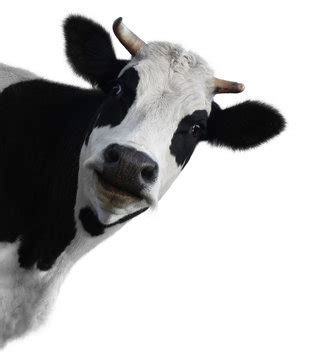 Dairy Cow Face