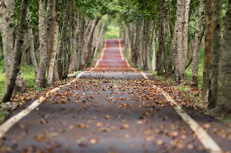 Nebel Laub und Nässe So kommen Autofahrer sicher durch den Herbst