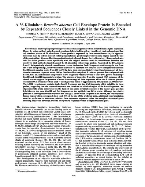 PDF A 36 Kilodalton Brucella Abortus Cell Envelope Protein Is Encoded