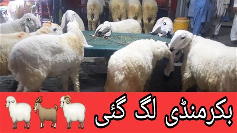 FINALLY BAKRA MANDI LAG Gai BAKRA EID VLoG MANI KHAN MANI VINES