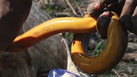 Big Eel Fish Catching By Hook Traditional Eel Fishing By Hook Eel