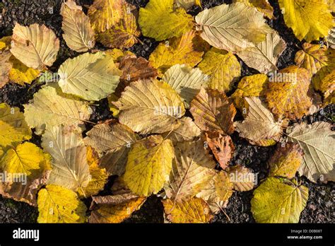 Gefallen goldene Blätter im Herbst von Haselnuss Baum auf Straße