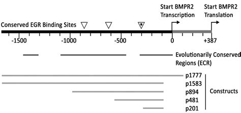 egr  essential  transcriptional regulation  bmpr