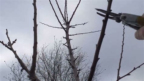 Обрізка абрикоса на урожай - YouTube