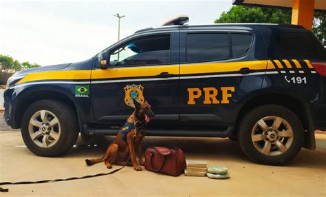 Prf Prende Mulher Que Transportava Drogas Em ônibus Interestadual R9 News