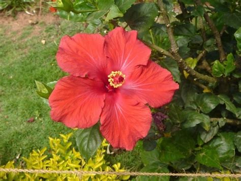 Free picture: hibiscus, red, plant, leaf, flower