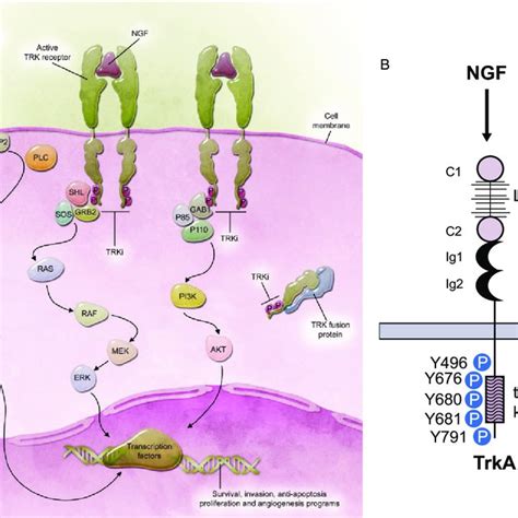 Pdf Tropomyosin Receptor Kinase Trk Biology And The Role Of Ntrk