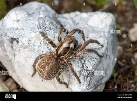 Lycosa tarantula (European tarantula) female spider in Italy, Europe ...