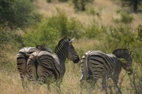 Parque Nacional De Limpopo Visit Mozambique