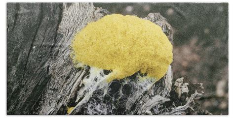 Acellular Slime Mold